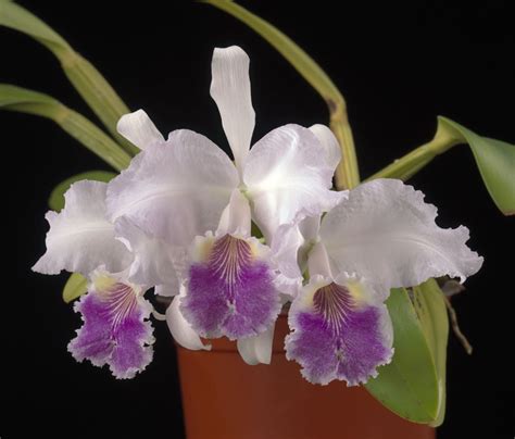 Cattleya lueddemanniana var. coerulea 'Mariauxi' - Lueddemann's Cattleya varietal clone ...