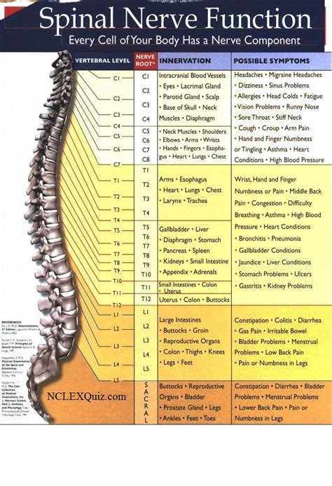 Spinal Nerve Function Cheat Sheet | Spinal nerve, Nerves function and Chart