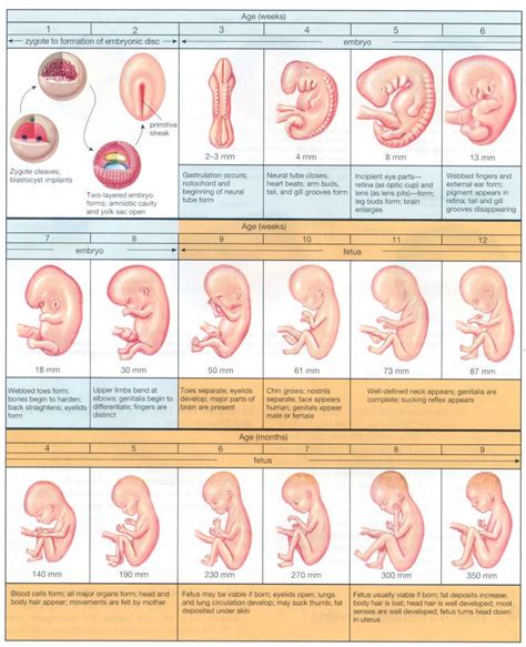 Stages Of Evolution Of Man | Introduction to Embryology: | Baby development chart, Baby ...