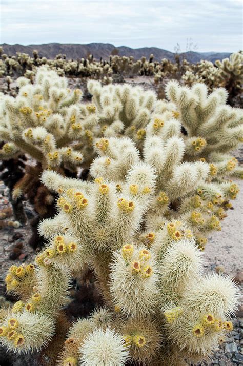 Cholla Cactus Garden Bunch Photograph by Kyle Hanson - Fine Art America