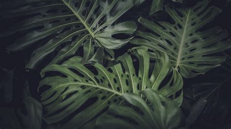 🔥 Download Monstera Deliciosa Pictures Image Stock by @carlg21 | Houseplant Wallpaper ...