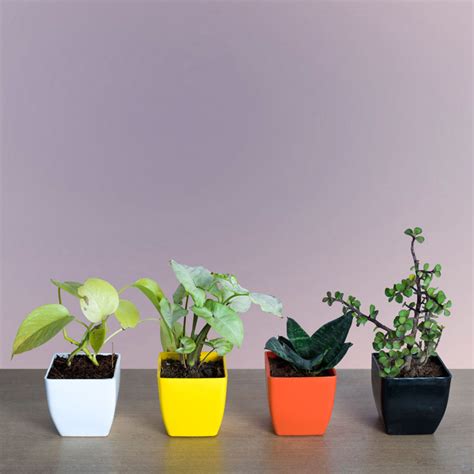 Set of 4 Indoor Air Purifier Plants Buy Online in India From Vitri Greens