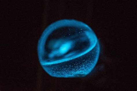 Glowing Bioluminescent Marine Plankton Aquarium