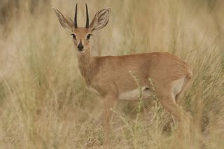 Steenbok | Raphicerus campestris facts