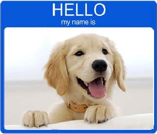 Golden Retriever Names | Over 2000+ Male & Female Names