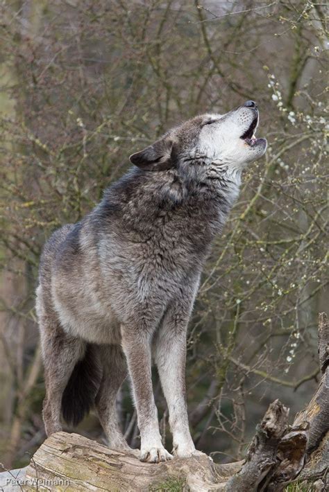 Mackenzie Valley wolf howling - One Timber wolf howling with forest in background | Wolf howling ...