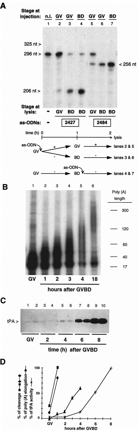 Timing of the changes in accessibility to as-ODNs hybridization,... | Download Scientific Diagram