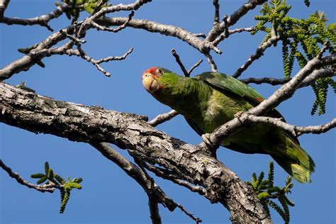 Birds are Amazing: The Red-crowned Parrot