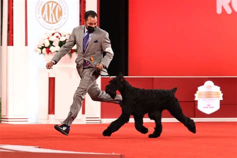 Giant Schnauzer "Bayou" Wins 2021 AKC National Championship