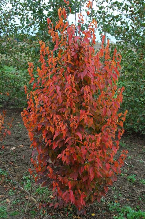 Better Red Fall Leaf Color On American Hornbeam | What Grows There ...