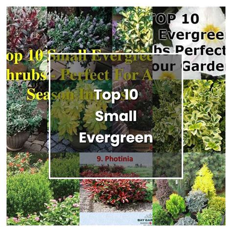 How to Grow Top 10 Small Evergreen Shrubs - Plant Care & Tips ...