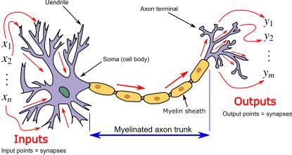 Artificial neural network/Neuron - Wikiversity