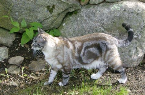 25 Cats That Have The Most Unique Fur Patterns In The World