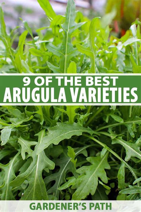 9 of the Best Arugula Varieties | Gardener’s Path | Growing vegetables, Arugula, Container gardening