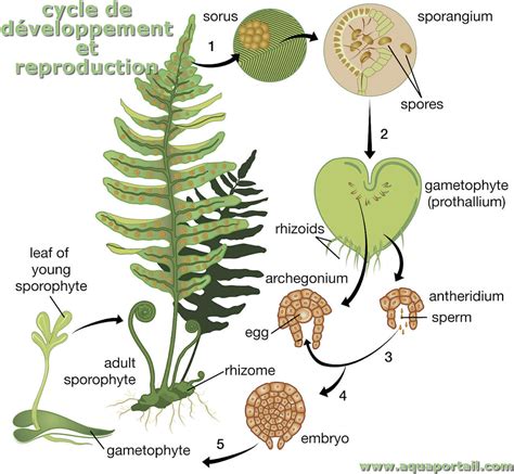 Sporophyte : définition et explications