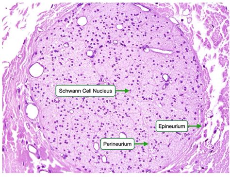 Histology Of Muscle And Nerves Lab