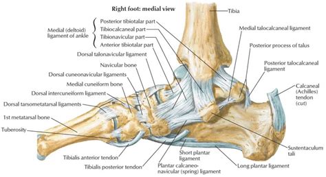 Calcaneus bone anatomy, function, calcaneus pain & calcaneus fracture