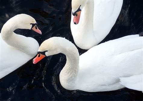 Three Whooper Swans | Copyright-free photo (by M. Vorel) | LibreShot