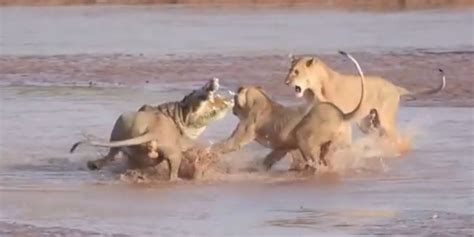 Lions vs. Crocodile In Violent Battle Caught On Video At Kenya's Samburu National Reserve