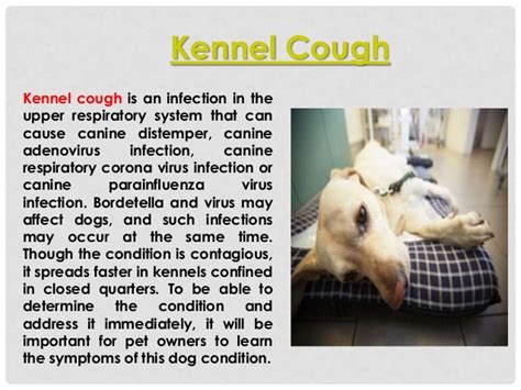 What is kennel cough