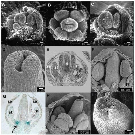 Stages 7 to 10 of Arabidopsis fl ower development. | Download Scientific Diagram