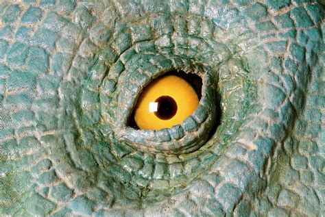 Animatronic Dinosaur Eye Photograph by Natural History Museum, London ...