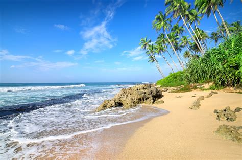 Download Sky Tropical Palm Tree Sand Horizon Ocean Nature Beach 4k ...