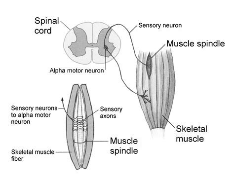 What is the Stretch Reflex (Myotatic Reflex)? - Somatic Movement Center