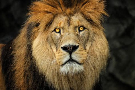 Best Lion Eyes Stock Photos, Pictures & Royalty-Free Images - iStock