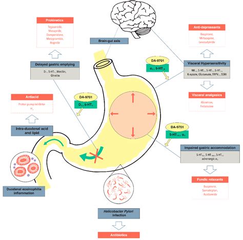 IJMS | Free Full-Text | DA-9701 (Motilitone): A Multi-Targeting ...