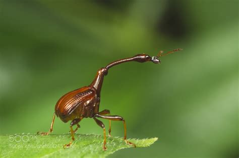 Photograph Giraffe Weevil by Asher Lwin on 500px