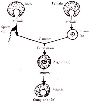 Top 152 + Animal reproduction diagram - Lifewithvernonhoward.com