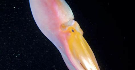 Stunning RAINBOW blanket octopuses spotted swimming in depths of ocean - Mirror Online