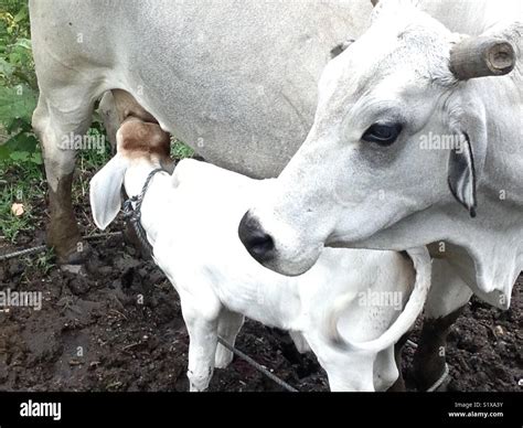 White Cow milking her calf Stock Photo - Alamy