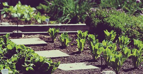 Gardening 101: The vegetable garden in spring