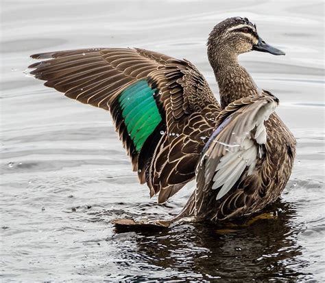 "pacific black duck" by numbathyal | Redbubble