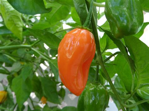 Capsicum chinense peppers | Super Hot Chiles