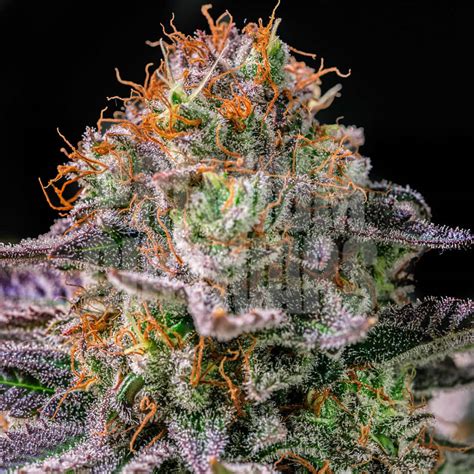 Buy Space Runtz - Cosmic Cannabis Seeds | Premium Cultivars