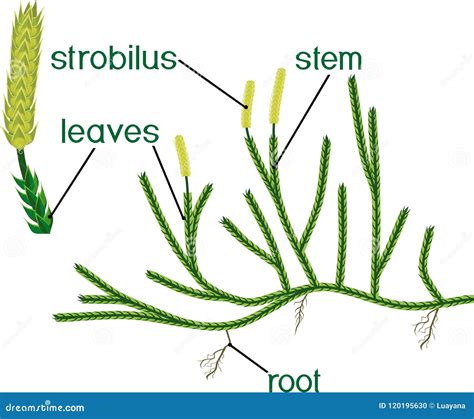 Parts of Plant. Structure of Clubmoss or Lycopodium Running Clubmoss or Lycopodium Clavatum ...