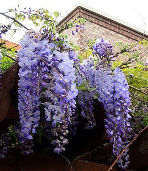 Blue Japanese Wisteria Vine 5 Seeds - Hard to Find! - Buy Online in UAE ...