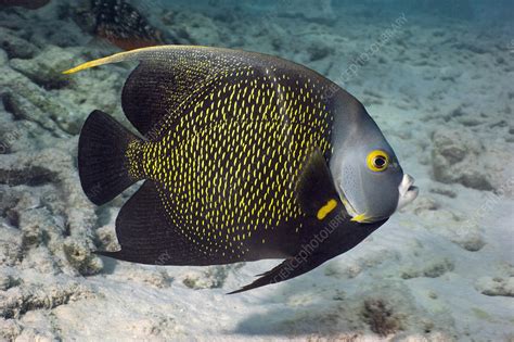 French angelfish - Stock Image - Z605/1470 - Science Photo Library