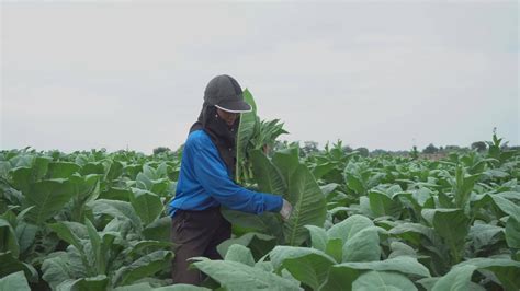 Female farmer harvesting tobacco leaves 36472210 Stock Video at Vecteezy