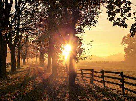 Free Images : tree, nature, forest, sun, fog, sunrise, sunset, sunlight, morning, dawn, dusk ...