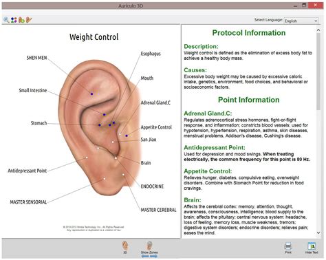 How Ear acupuncture for weight loss works | How Diets Work Blog