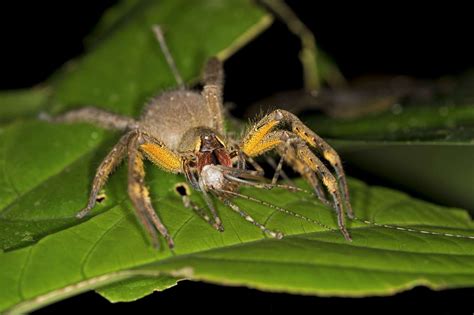 Brazilian Wandering Spider | Venomous animals, Brazilian wandering ...