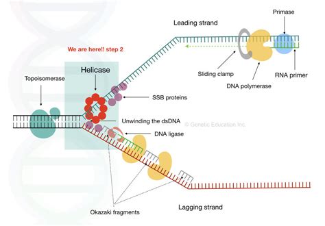 Replication 103: DNA Helicase- Structure, Function and Mechanism of DNA Unwinding – Genetic ...