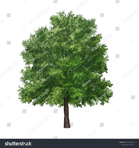 Watercolor Sketch Oak Tree Stock Illustration 1473789659 | Shutterstock