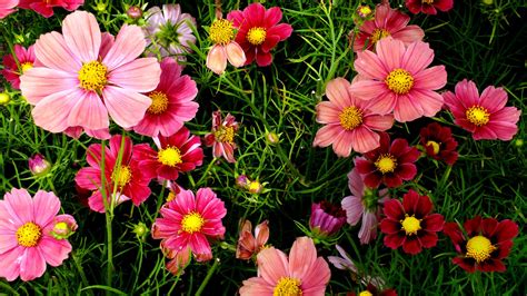 Pink Cosmos Flowers Wallpapers | HD Wallpapers | ID #18557