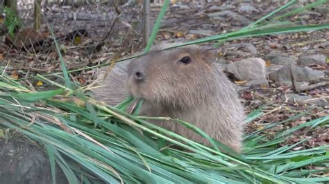 Capybara eating grass - YouTube