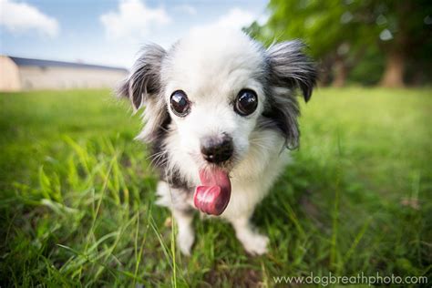 20 Cute And Hilarious Animals With Their Tongues Sticking Out | Bored Panda